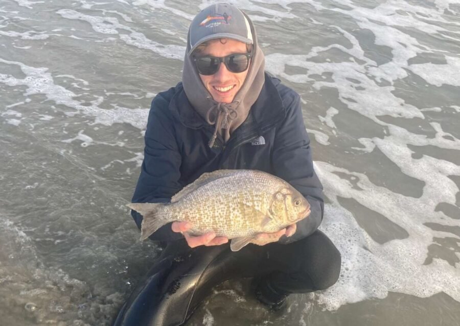 Huge Surfperch