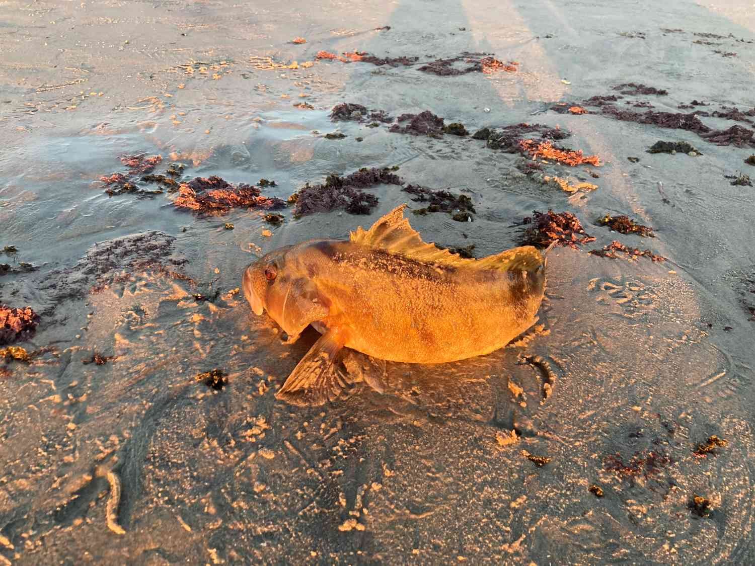 Surf Fishing with Swimbaits How To and Video