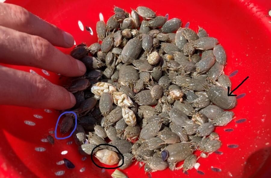 sand crabs live bait for surf fishing