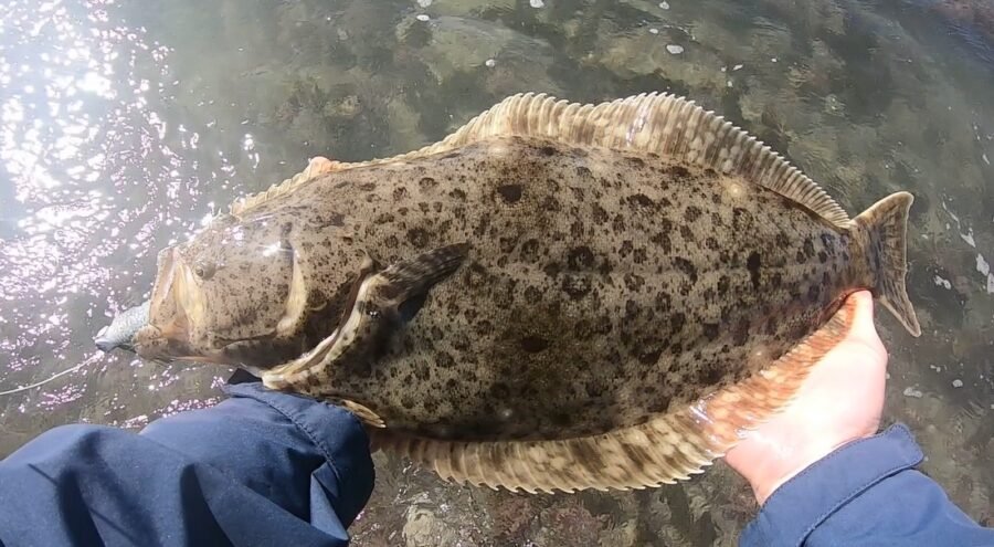 halibut with lure in it's mouth