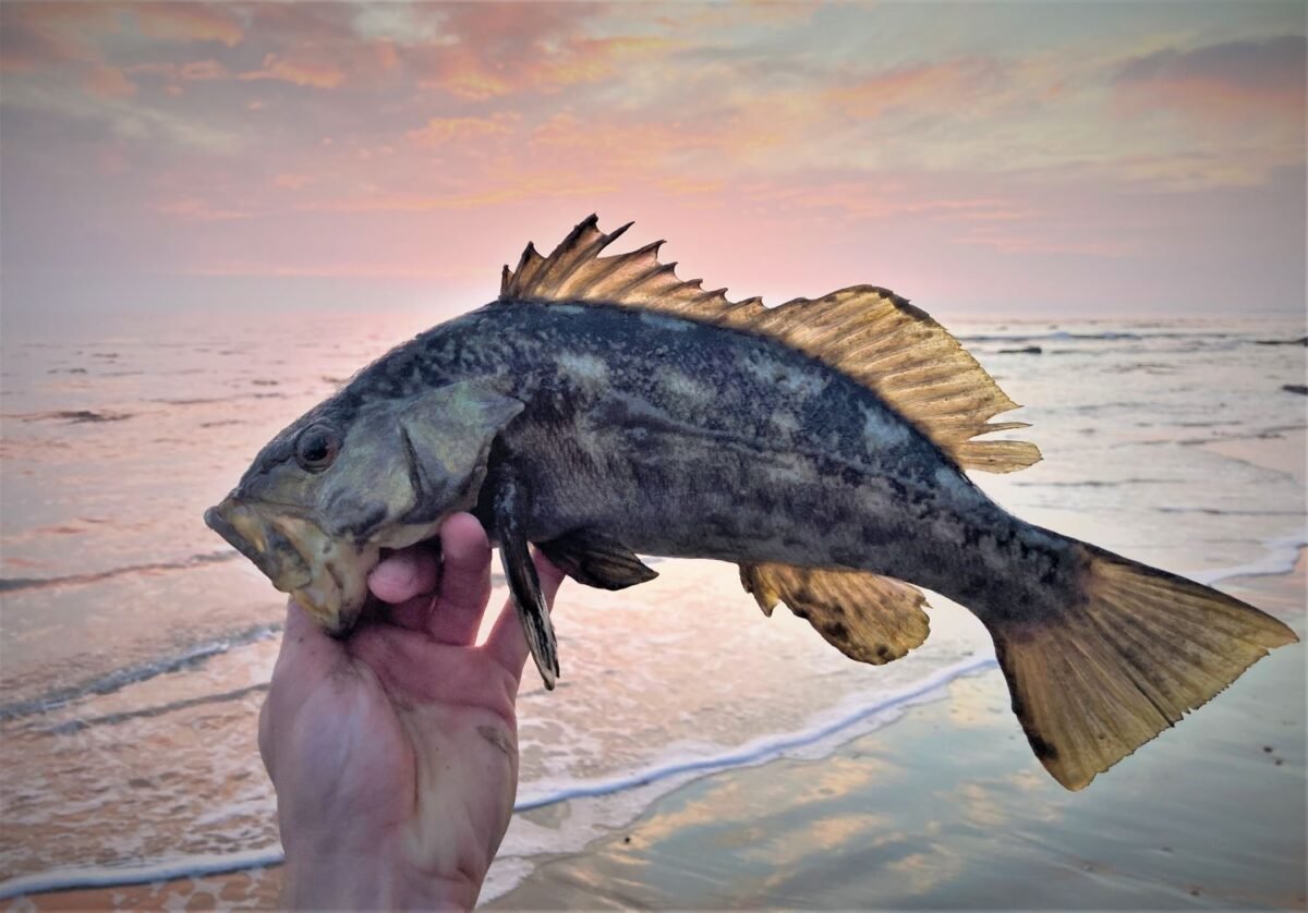 surf fishing for calico bass