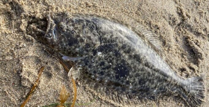 halibut caught from the beach