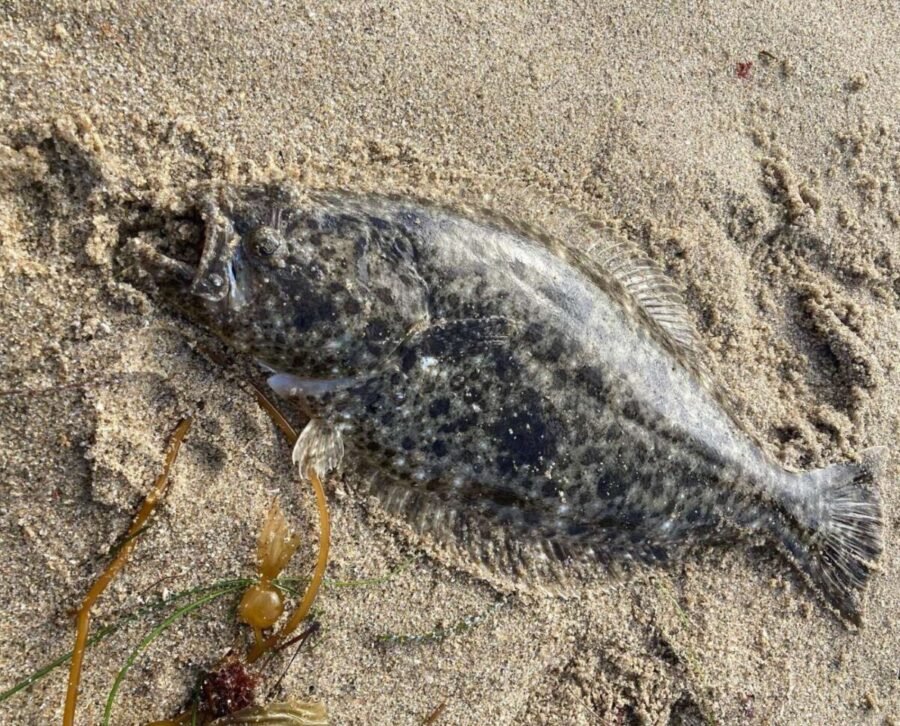 halibut caught from the beach