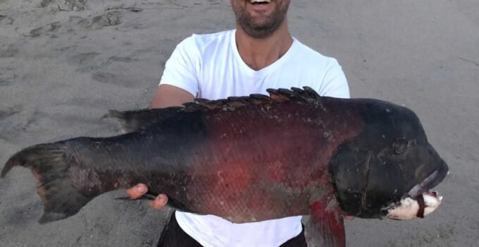 record california sheephead