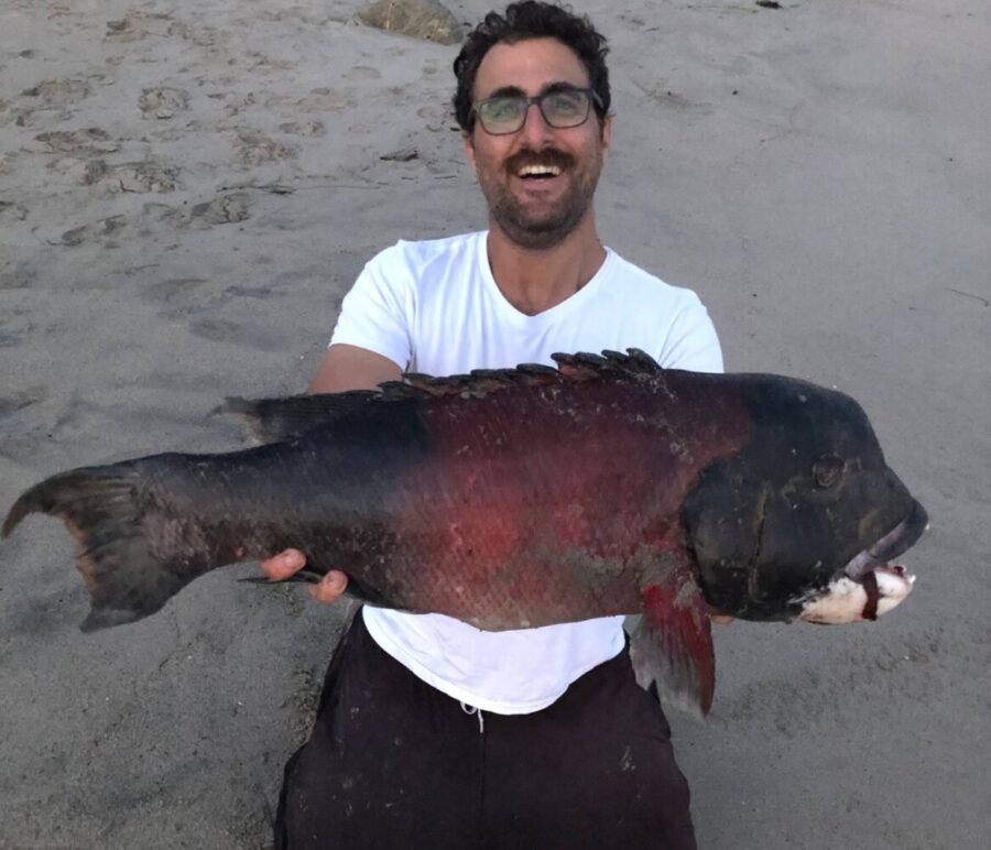 record california sheephead from shore