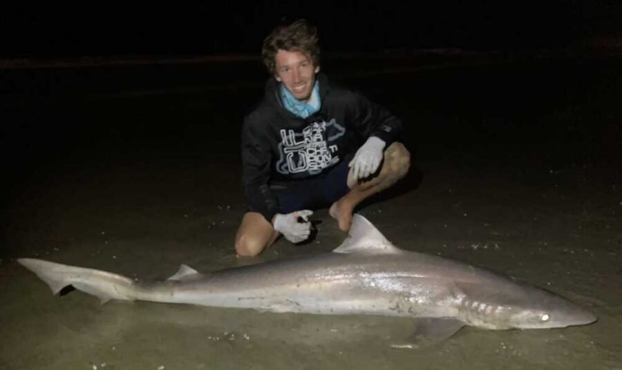 soupfin shark fishing at night