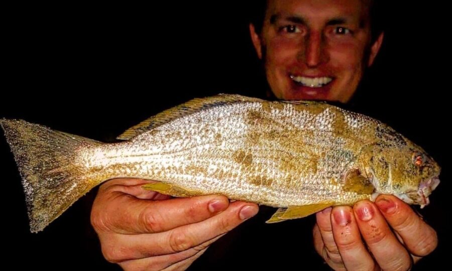 yellowfin croaker fishing during a grunion run