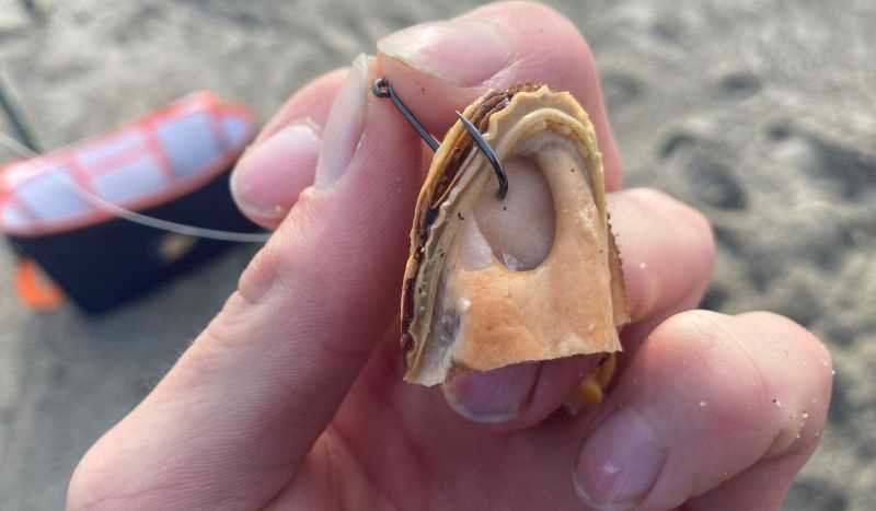 using mussels for surf fishing bait