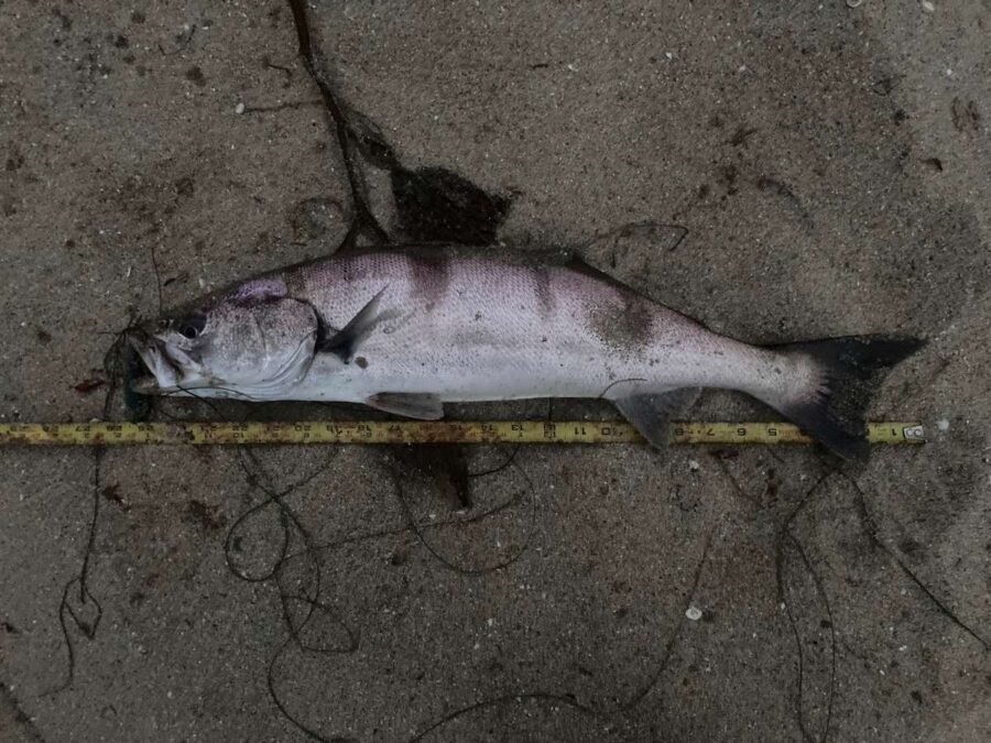 White Seabass Fishing From the Beach