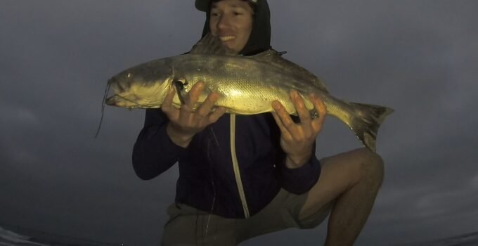 surf fishing for white seabass