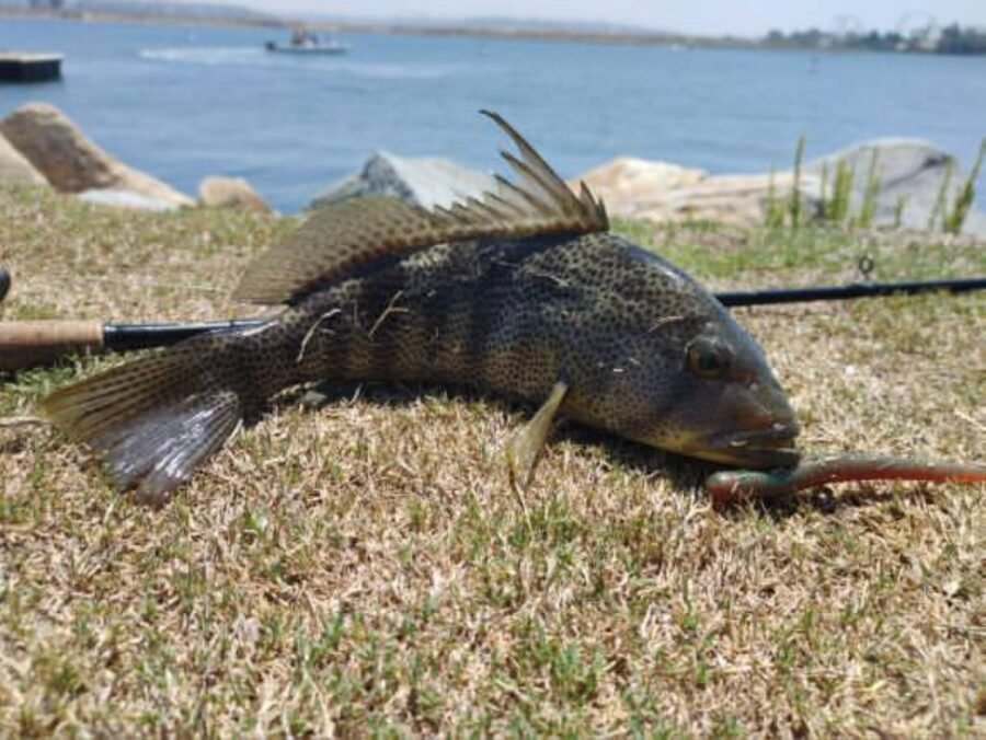 spotty fishing fiesta island