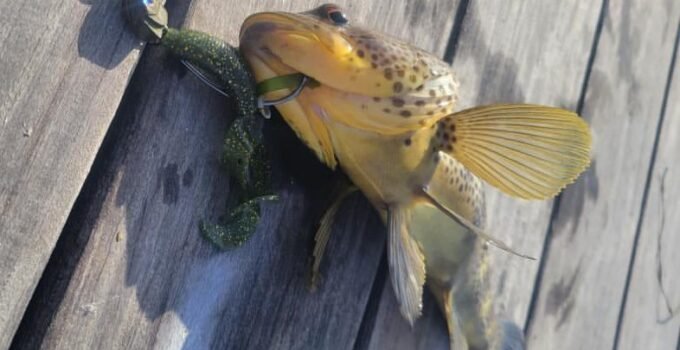 fishing for spotties in mission bay