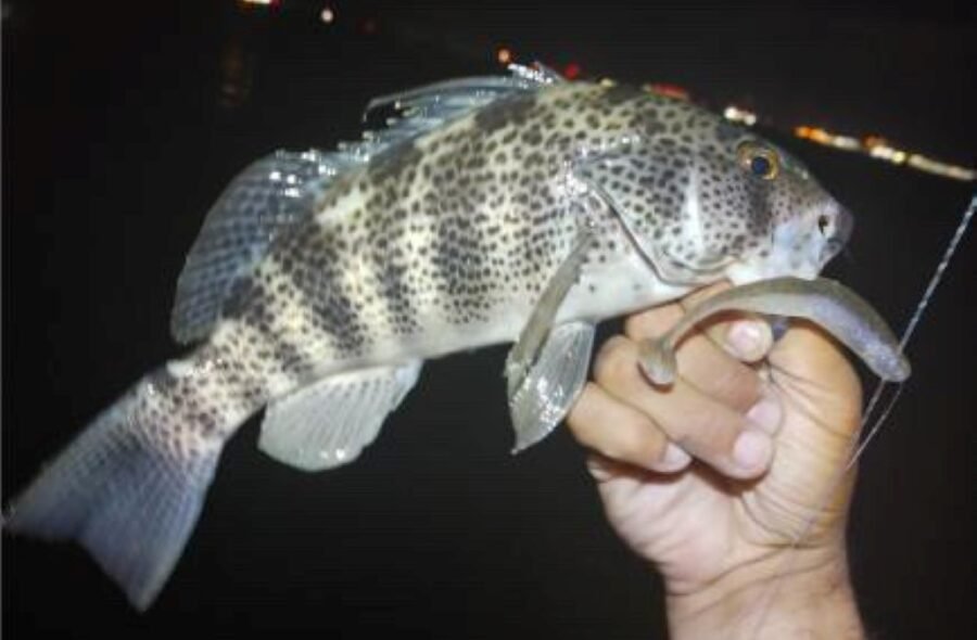 Bay Fishing Mission Bay at Night for Spotted Bay Bass