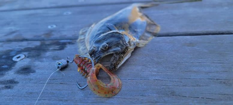 fishing mission bay for halibut