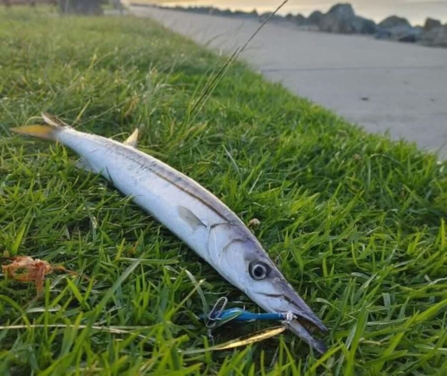 catching barracuda in Mission Bay