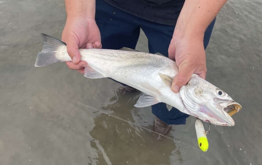 corvina fishing mission bay