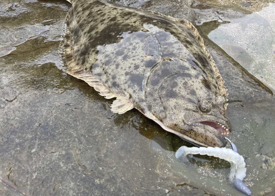 halibut swimbait fishing