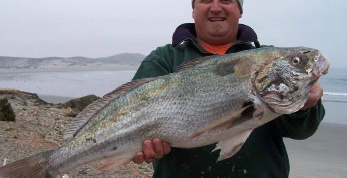 record for longest spotfin croaker ever caught