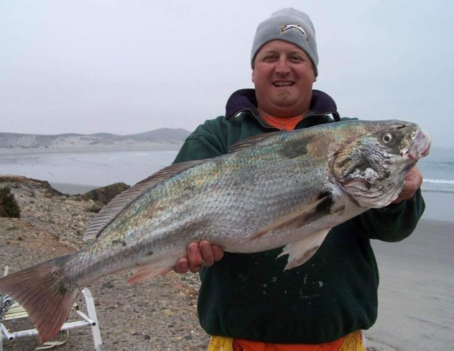 record for longest spotfin croaker ever caught