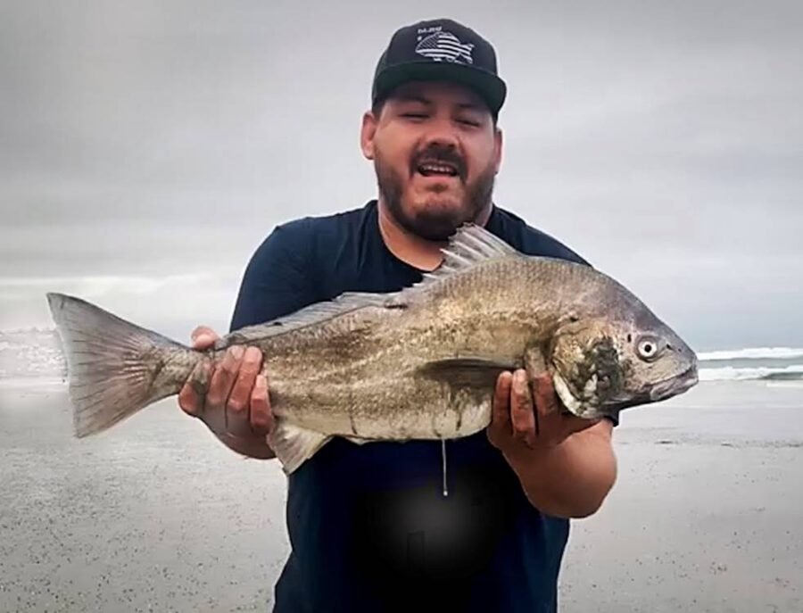 record spotfin croaker