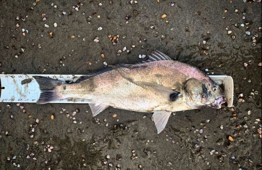 biggest spotfin croaker: 26 inches in length