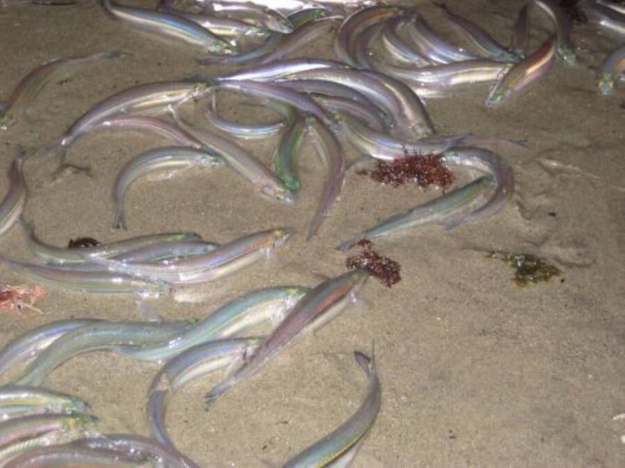 photo of a grunion run in So Cal