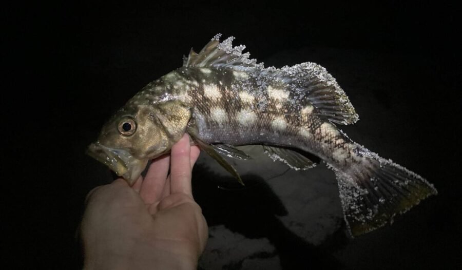 calico bass surf fishing at night