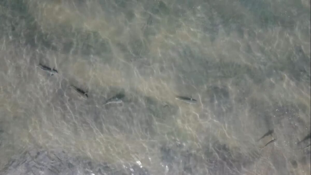 Shocking Footage Shows Hundreds of Corbina (fish) in Shallow Water