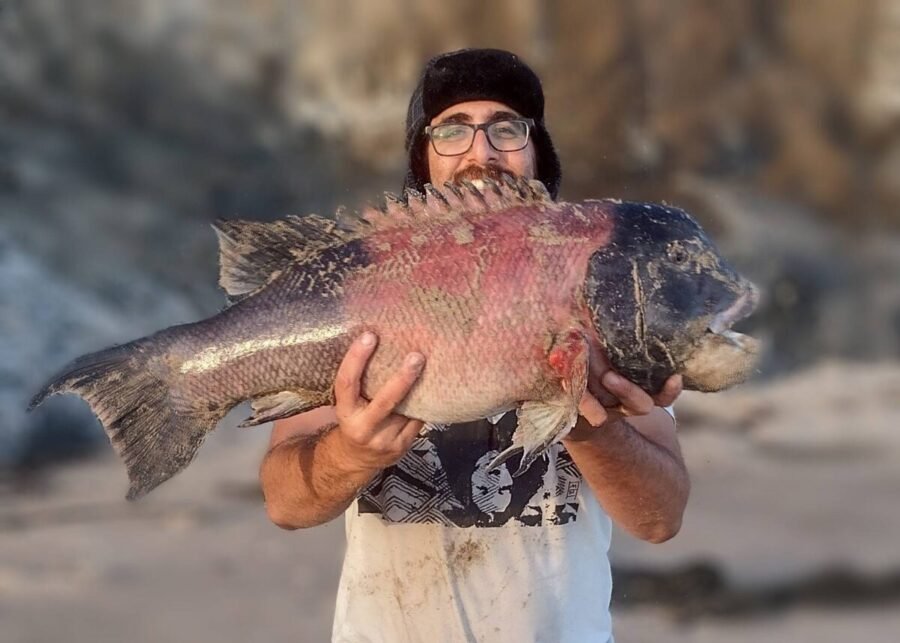 fishing reefs for record sheephead