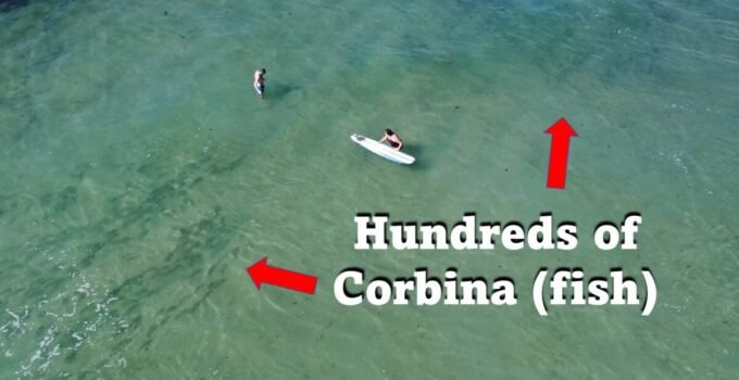 drone footage of corbina fish at the beach