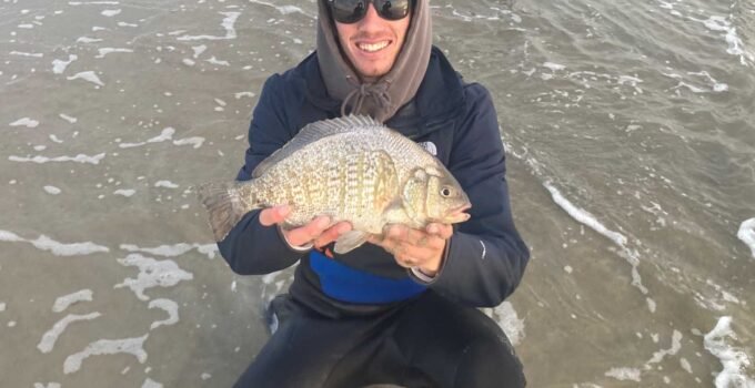 winter and fall surfperch fishing