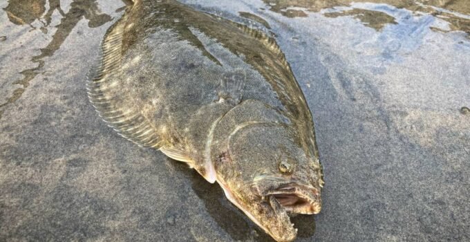 san diego fishing