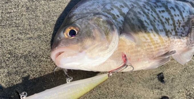 lure for surfperch fishing