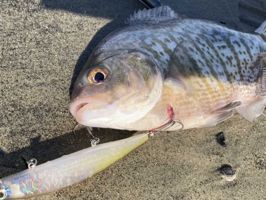 lure for surfperch fishing