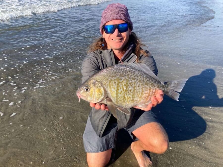 catching big surfperch with lures