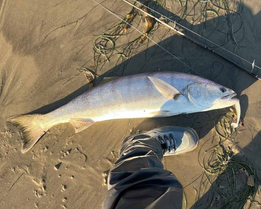 catching white seabass from the beach