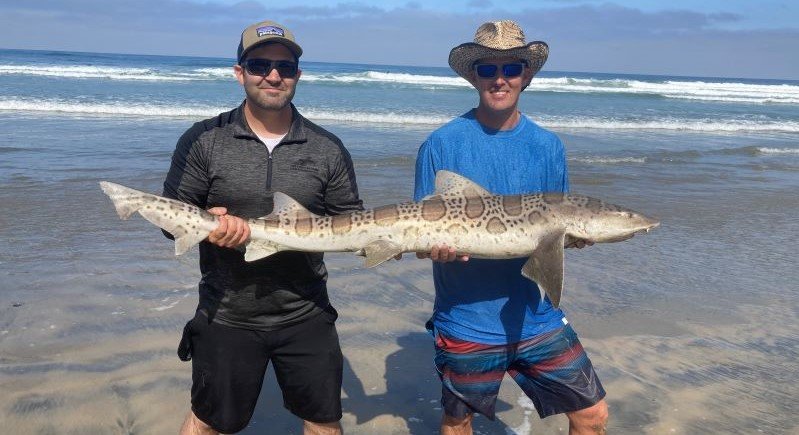 leopard shark fishing San Diego