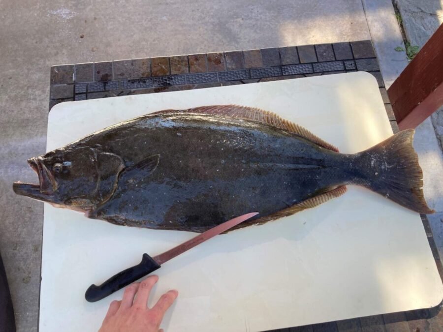 filet knife and halibut