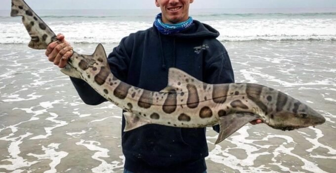 leopard shark fishing