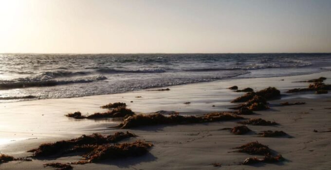 surf fishing through seaweed