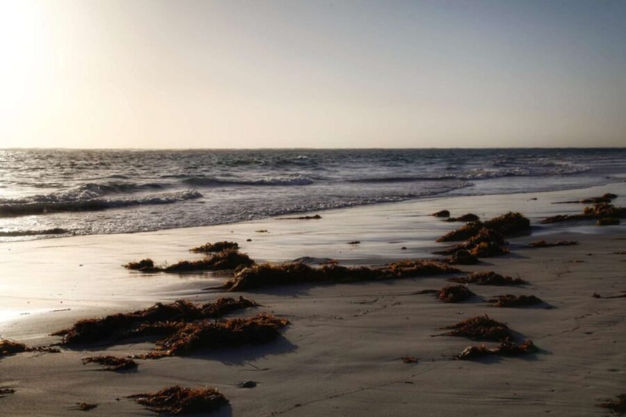 surf fishing through seaweed