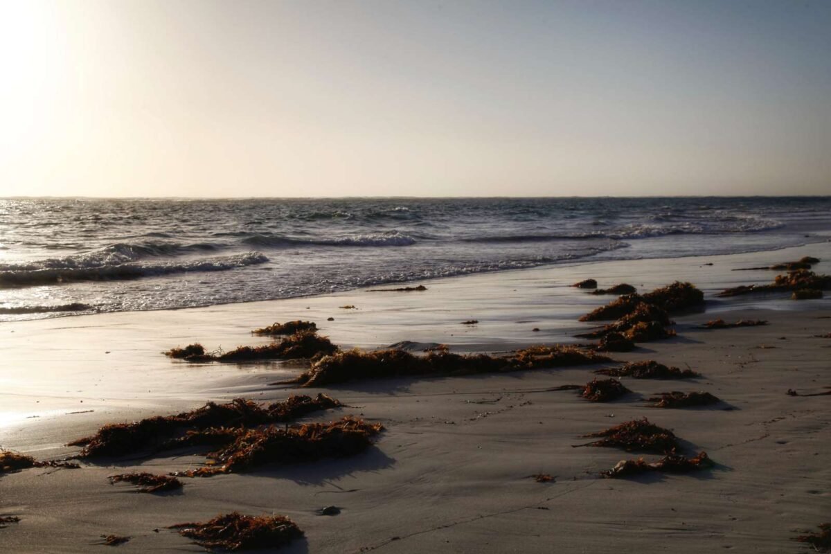 surf fishing through seaweed