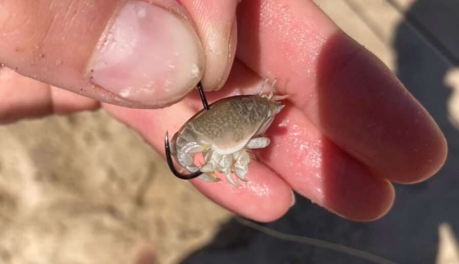 sand crabs surf fishing bait