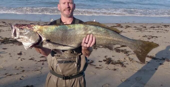 Biggest 4 foot white seabass caught from shore