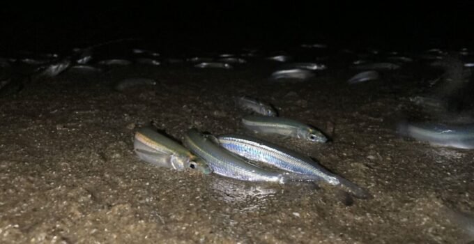 grunion run