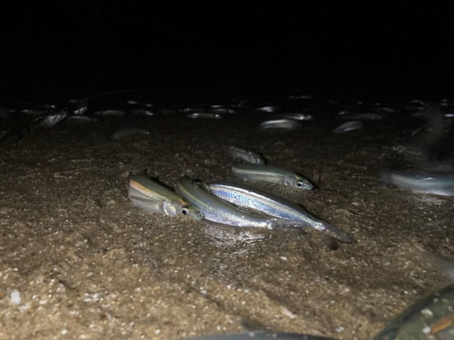 grunion run