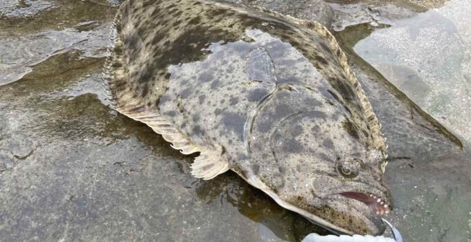 Halibut surf fishing