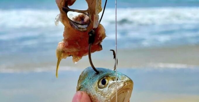 surf fishing with cut bait