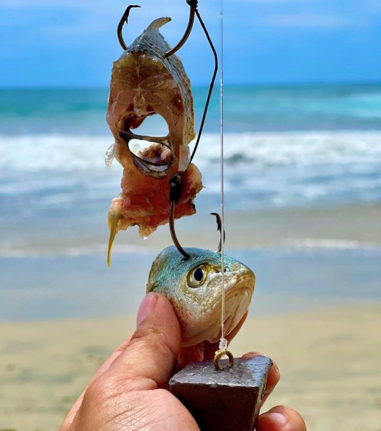 surf fishing with cut bait