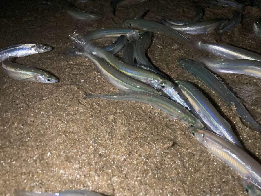 Live grunion is the best bait for halibut